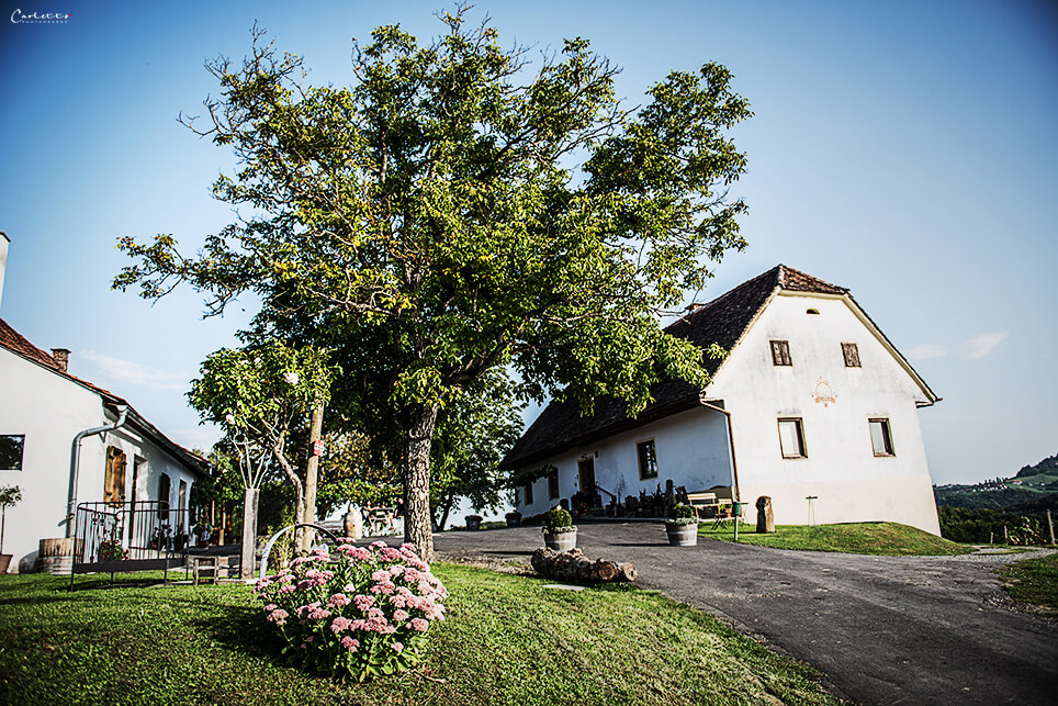 Weingut & Gästezimmer